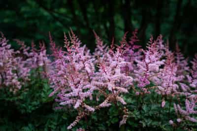 MA4vRE1JRCz8zzrLcmTZ