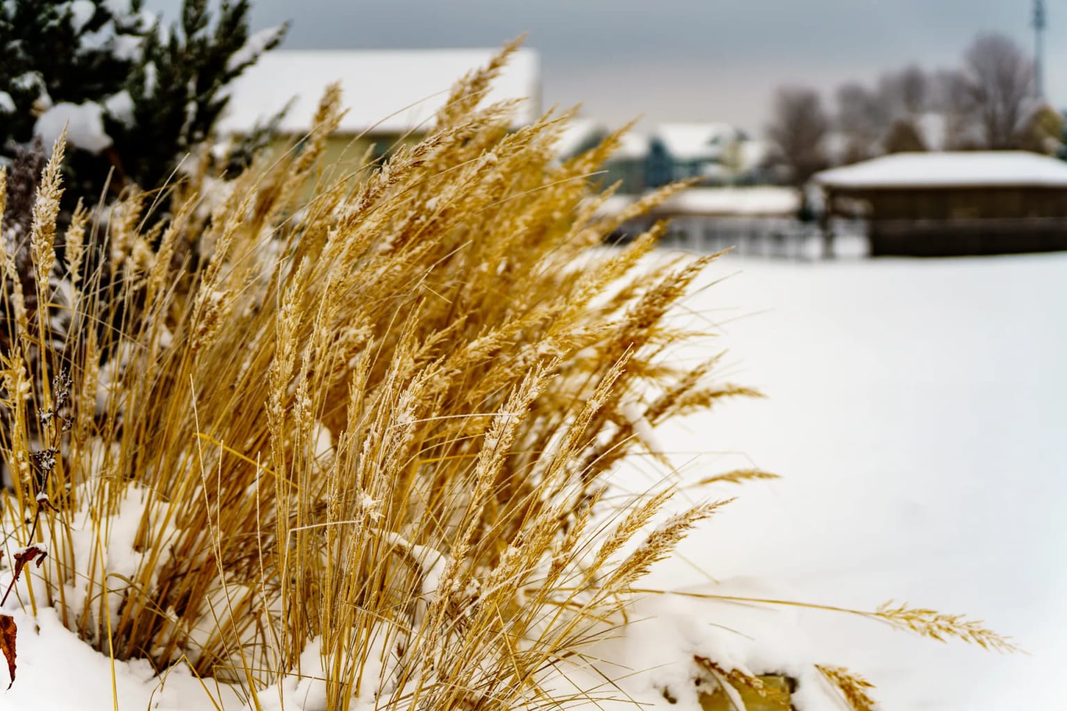 A Snowy Wisconsin Landscape Is Your Blank Canvas