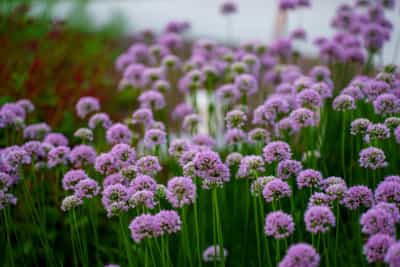 Need Professional Landscape Care?