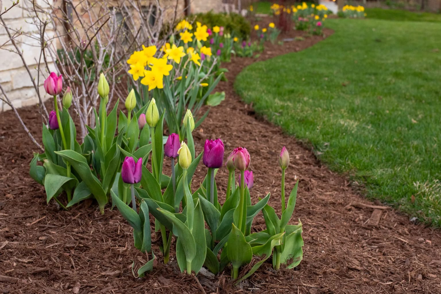 When to Plant Tulips in Wisconsin