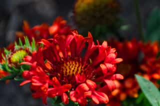 Caring for Your Annuals Planting