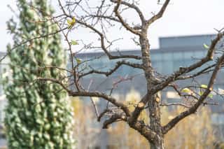 Dormant Pruning