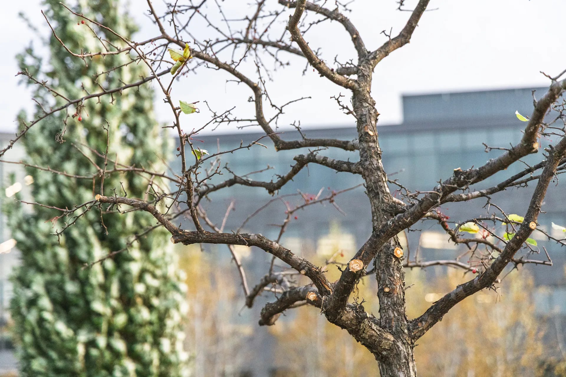 The Best Time to Prune Trees & Shrubs in Wisconsin