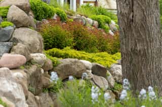 Caring for Your Trees & Shrubs